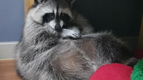 Raccoon sitting like a human being