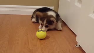 Adorable Little Corgi Goes Nuts For His First Tennis Ball