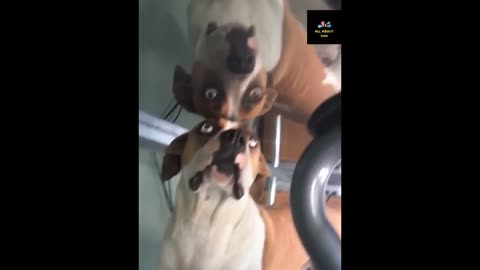 Funny dog watching him in the mirror