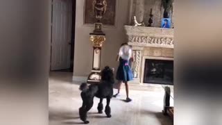 Music black dog plays with little girl balloon poodle