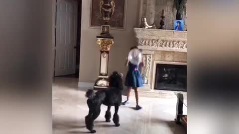 Music black dog plays with little girl balloon poodle