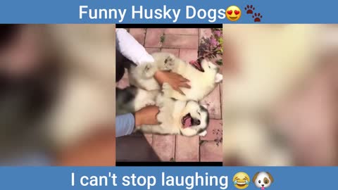 Husky The Best Campanion