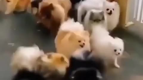 Wow so Many Puppies