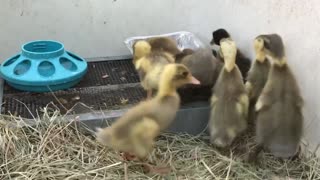 New Indian runner ducklings