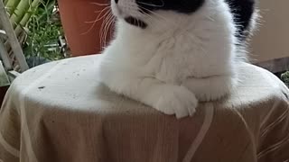 Elegant calm cute cat