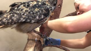 Eagle-Owl allows Zookeeper to cut its claws for FOOD
