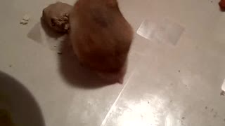 Hamster eating bread