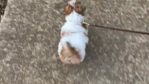 Mea’s 1st Dog Leash Training