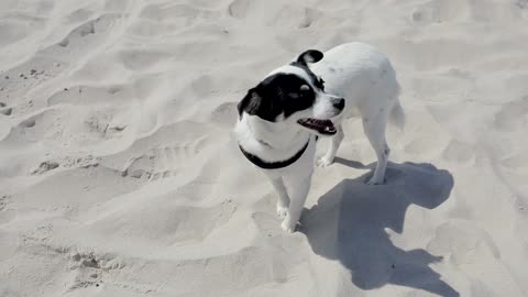white dog with beach sand