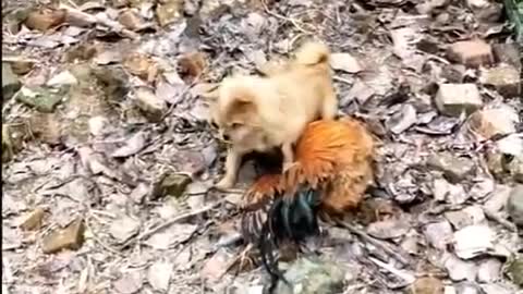 Funny Dog Vs Chicken Fight Videos