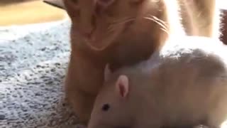 Rat loves cat!