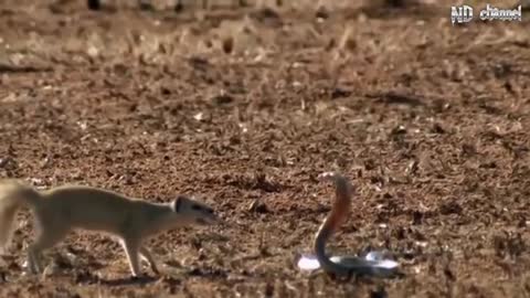 king cobra and mongoose fight