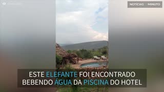 Elefante invade hotel para beber água em piscina
