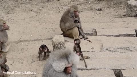 Funniest Adorable Baby Baboon Smoking_ Compilation