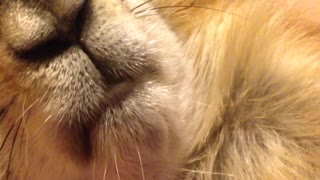 Prairie Dog makes hilariously weird noises while sleeping