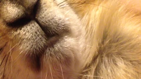 Prairie Dog makes hilariously weird noises while sleeping