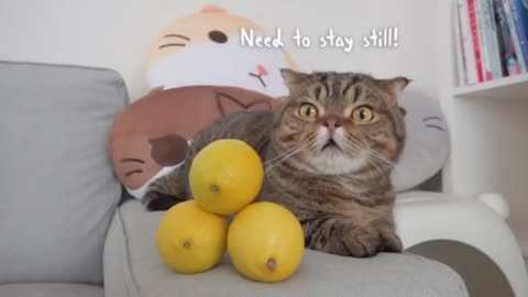 Cat vs Lemon