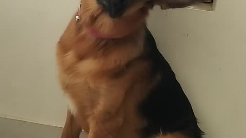 Reaction of my dog after hearing lion voice