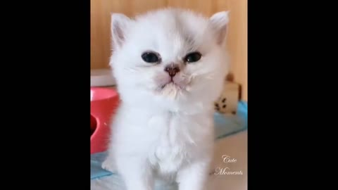 Compilation cutest and funniest moment of the animals