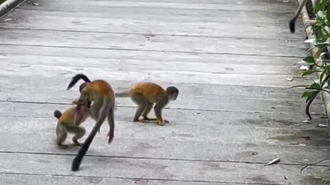 Squirrel monkey playing 4k video🔥