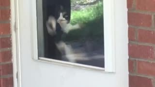 Black and white cat clawing at door window