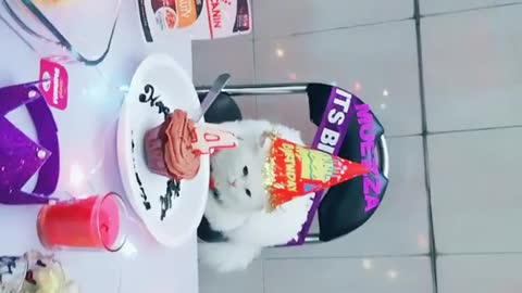 My Beautifull cat name "kitoo" 4th Birthday celebrating plz join us