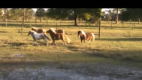 Adorable Miniature Ponies Playing And Running Around In The Fields | Cute Aminals