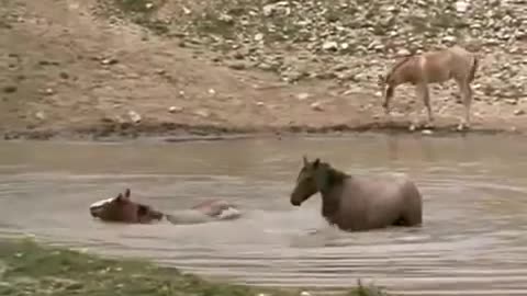 National Geographic Documentary - Horses
