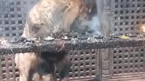 Goat in Nepal inhaling and exhaling smoke