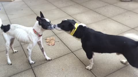 Dying dog who got a second chance reunites with her puppy