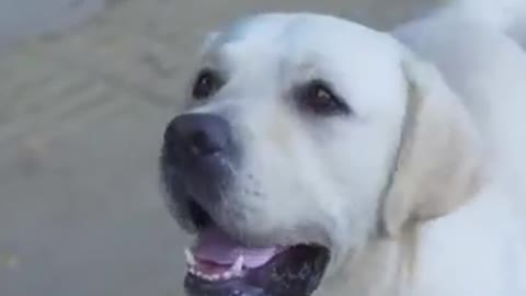 DOG SAVE BLIND MAN LIFE #SHOTS #DOGSAVE #YOUTUBESHOTS