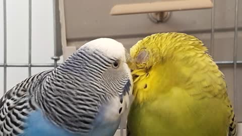 True Love Is Parakeet Birds