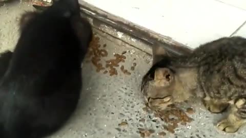 Feeding Street Cat : Stray Cat in front of Alfamart mini market