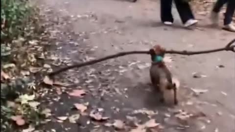 Cute Dog with a stick
