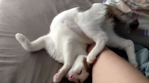 Watch this Cuties Cats sleep in funny places. SO HILARIOUS AND CUTE