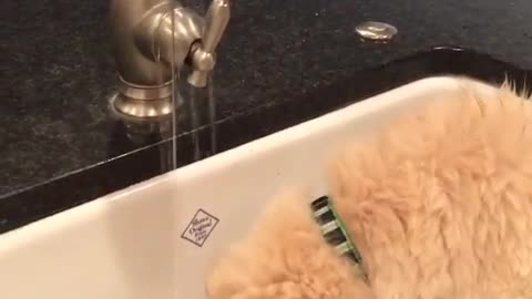 Dog is drinking water from tap
