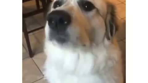 Cute Dog Tries Steak for the First Time