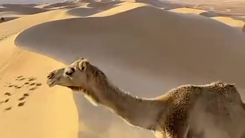 Camel in desert