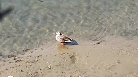 The moment the duck swims into the water,
