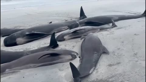 Dozens of whales die in mass stranding on beach in Orkney Islands.mp4