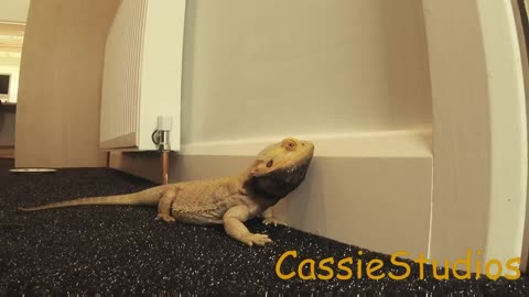 Bearded Dragon So excited Head bops the wall!