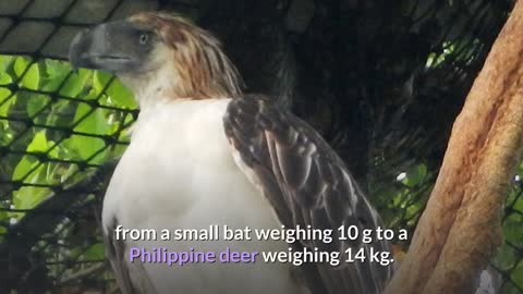 How well you know the Philippine Eagle description, characteristics ans facts!