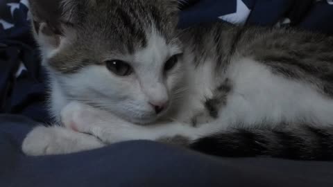 Cat Kitty Dachowiec Dream Watch Animal Kitten Pet