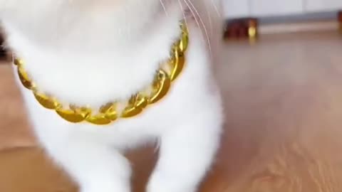 Gold chen cat funny video