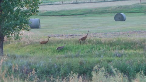Sandhill Cranes with Adolescent - Evidence of the Return of Nesting Pairs