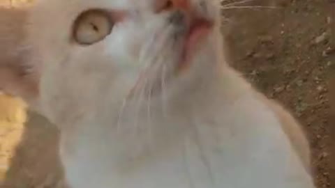 funny cat