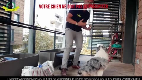 La mémoire des chiens : se souviennent-ils de leurs maîtres ? Guide parfait