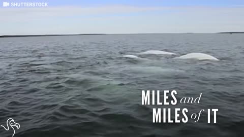 This Whale Might Look Like He’s Having Fun, But He’s Not