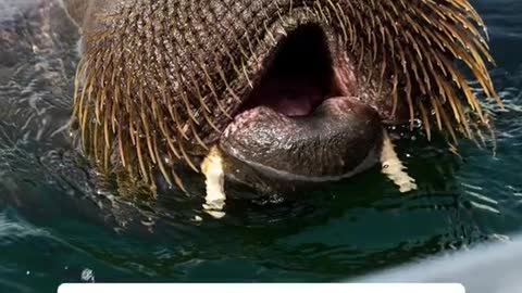 A young female walrus has become a star in Norway