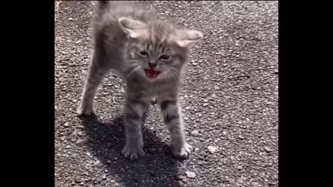 "Tiny but Mighty: Brave Kitten Shows Off Its Fearless Side!"🐈😺